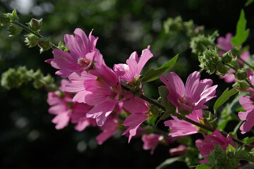 Hibiscus rose au jardin