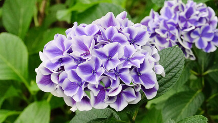 白い輪郭の紫陽花(アジサイ)の花　1733