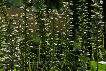 Acanthe en fleurs au printemps