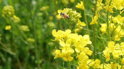 菜の花から飛び立つミツバチ　4493-2