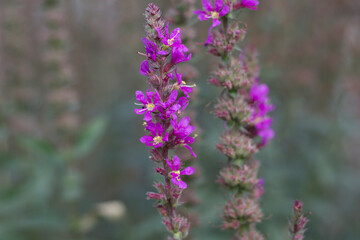 Selective focus on decorative lavender flowers, blurry background, beautiful purple background, close-up.