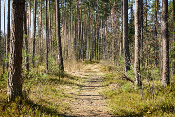 leśna wiosenna ścieżka © Marcin Łazarczyk