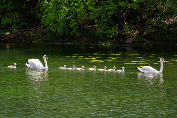 łabędzie  © Dariusz Grochal 