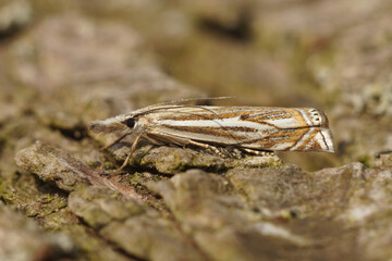 Closeup of a micro moth , the Hook-streak grass veneer, Crambus lathoniellus, on a piece of wood