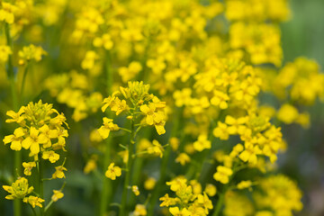 Flowering Common Colza  (Barbarea Vulgaris) On Meadow.