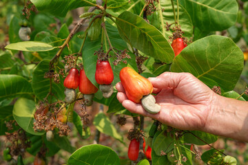 farmer's hand pick cashew apple fruit up from tree that is ready for harvest