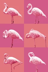 Fototapeten Flamingos of various postures © Mulin