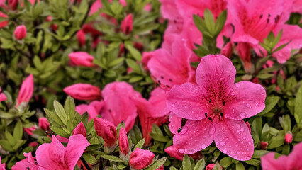 Azalea flowers(雨上がりのツツジの花)