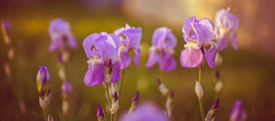 Fototapeta na wymiar Purple iris flowers growing in a spring garden at sunset