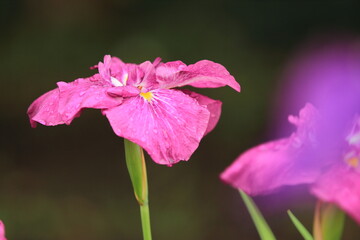 【北海道】札幌市八紘学園の花菖蒲園