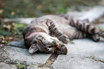 Lovely gray cat sitting at outdoor