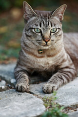 Naklejka na ściany i meble Lovely gray cat sitting at outdoor