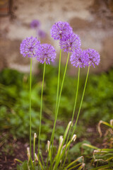 Garlic purple round flowers growing in the spring garden.