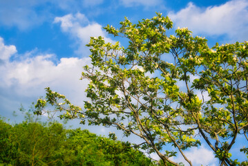 青空を背景に、満開の花をたたえたハナミズキ