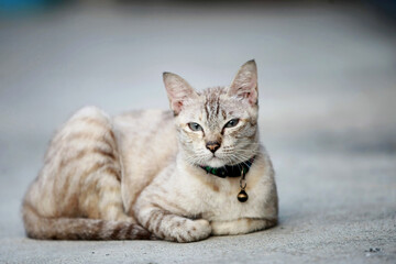 Lovely gray cat sitting at outdoor