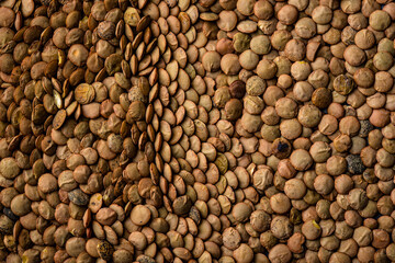 Food texture of green dry lentil.