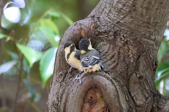 Juvenile Japanese tits that ass hole is visible (from obliquely downward)