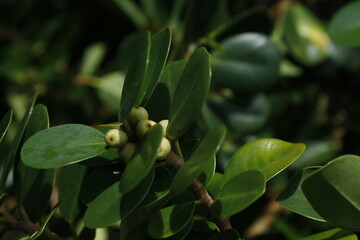 close up of leaves