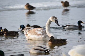 Fototapeta premium Beautiful young white mute swan swimming in icy water with ducks in background