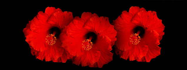 Trio of Hibiscus flowers, with red petals and yellow pistils, black background.