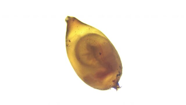 Movement of young worms in a cocoon under a microscope, family Lumbricidae. Phylum Annelida. Recycle organic waste and get vermicompost