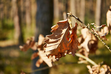 liście © Marcin Łazarczyk
