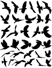 flying bird black silhouette, set, vector, isolated
