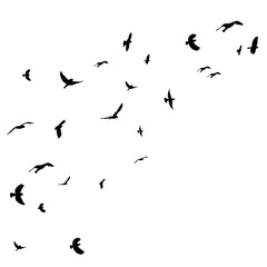 flying bird black silhouette, flock