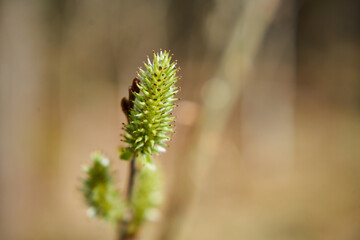 gałązka wiosna © Marcin Łazarczyk