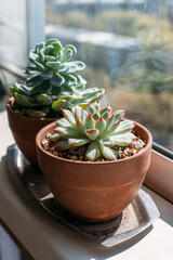 close-up view of green succulents in pots on windowsill. beautiful botanical shot, natural wallpaper