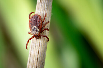 Female blood-sucking mite on a dry grass outdoors