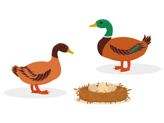 vector illustration of ducks standing next to a nest with eggs, isolated on a white background