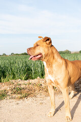 brown pit bull in the park at sunset