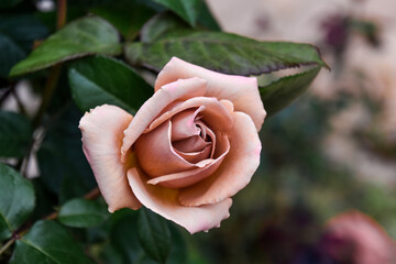 rose in the garden