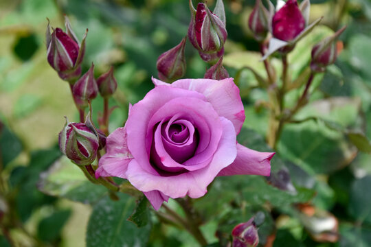 purple rose in the garden