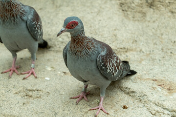 The speckled pigeon (Columba guinea), or (African) rock pigeon, is close up.