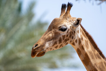 A close up of a giraffe (giraffa) head in the sunshine in Africa.