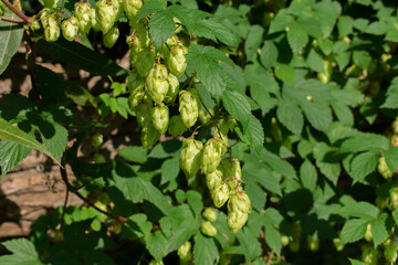 Green buds and leaves of common hop (Humulus lupulus)