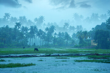 Nature photography - Rainfall, Monsoon rainfall hits Kerala, Beautiful nature photography,...