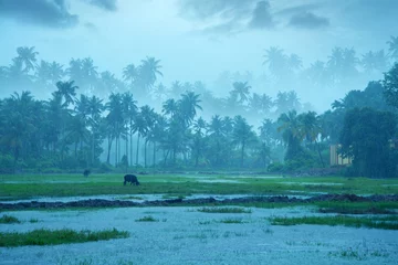 Schilderijen op glas Nature photography - Rainfall, Monsoon rainfall hits Kerala, Beautiful nature photography, Rainfall, Monsoon season © MILJU