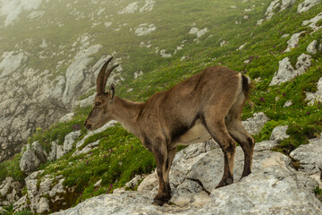 Stambecco fauna di montagna Cima Terrarossa Friuli Venezia Giulia
