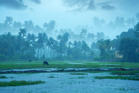 Nature photography - Rainfall, Monsoon rainfall hits Kerala, Beautiful nature photography, Rainfall, Monsoon season