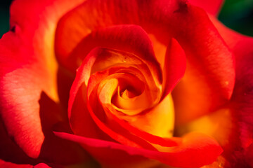 Rosa rossa e arancione fiore amore macro san valentino