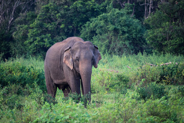 Fototapeta na wymiar Wild elephant in natural park in Sri Lanka 