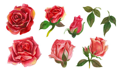 Set of rose watercolor elements. Vector illustration.