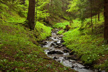 Un ruisseau coule au milieu d´une clairière au printemps, la végétation est principalement vert...