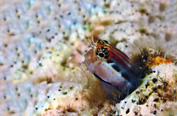 Small coral fish from the family Blennidae in a shelter on the reef, its scientific name is Lance blenny (Aspidontus dussumieri), Red Sea, Sinai, Middle East 
