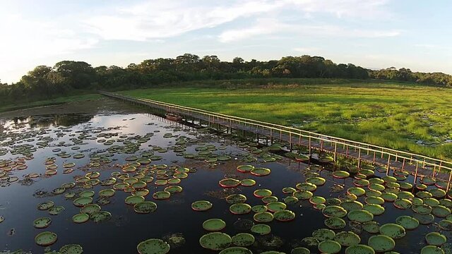 Aerial Vit&oacute;ria R&eacute;gia - Pantanal / Brazil