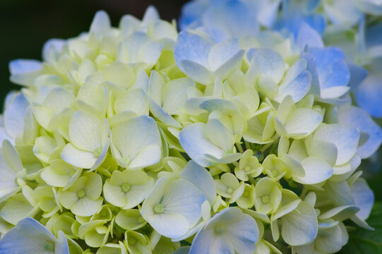 41 Best 小紫陽花 Images Stock Photos Vectors Adobe Stock 41 Best 小紫陽花 Images Stock Photos Vectors Adobe Stock