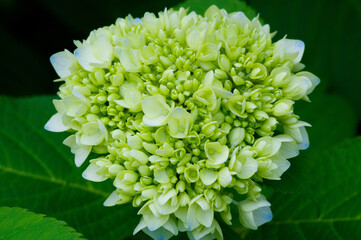 庭のガーデニングでさくブルーと薄い緑のコアジサイの花。日本原産の可愛い花。緑色の紫陽花の花言葉は「ひたむきな愛」